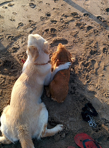 Puppies learning wait command